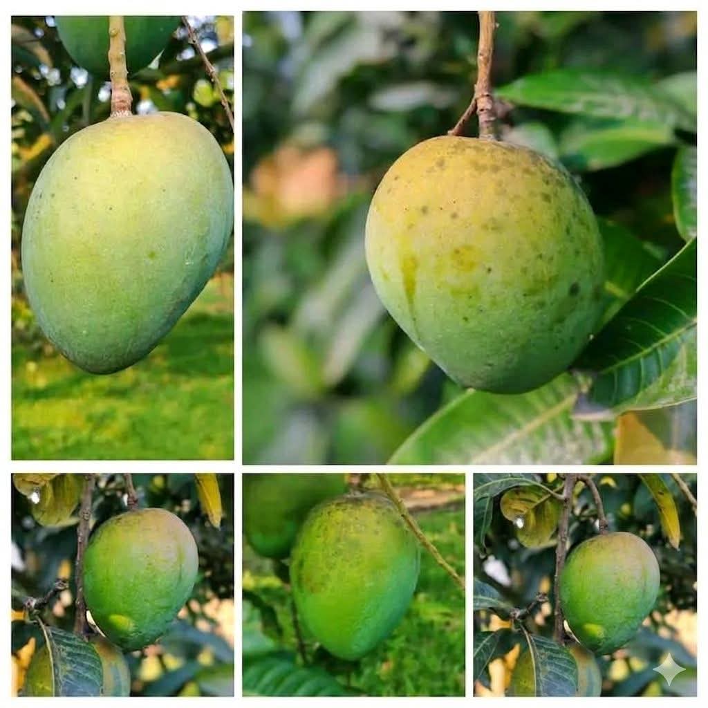 আম